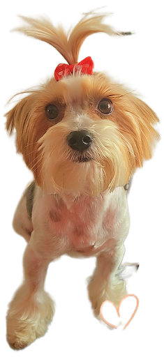 Photo from customer review