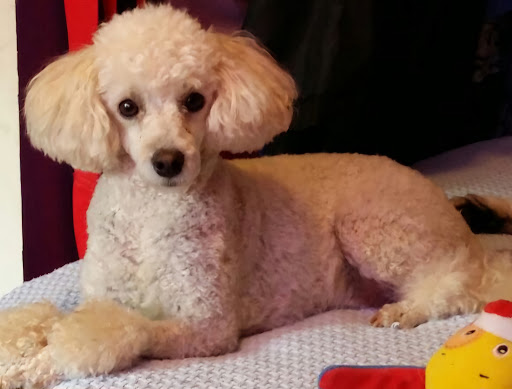 Photo from customer review