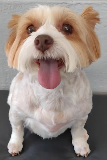 Photo from customer review