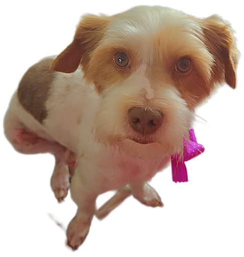 Photo from customer review